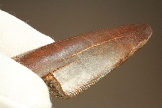 ”巨大歯の先”のカルカロドントサウルスセレーション美歯(その16)