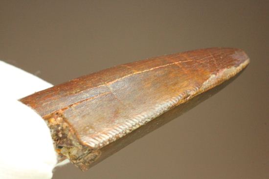”巨大歯の先”のカルカロドントサウルスセレーション美歯（その17）