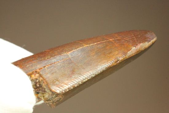 ”巨大歯の先”のカルカロドントサウルスセレーション美歯(その17)