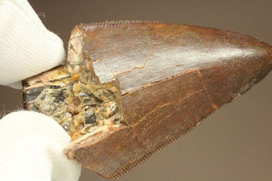 ”巨大歯の先”のカルカロドントサウルスセレーション美歯(その18)