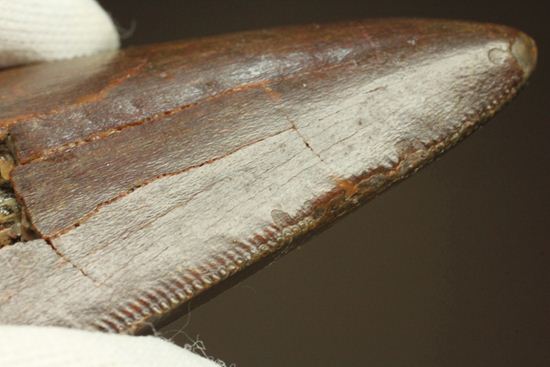 ”巨大歯の先”のカルカロドントサウルスセレーション美歯(その19)