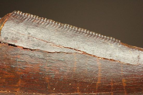 ”巨大歯の先”のカルカロドントサウルスセレーション美歯(その20)