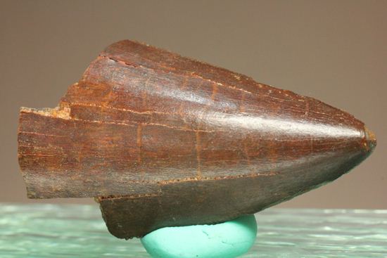 ”巨大歯の先”のカルカロドントサウルスセレーション美歯(その3)