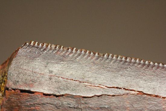 ”巨大歯の先”のカルカロドントサウルスセレーション美歯(その5)