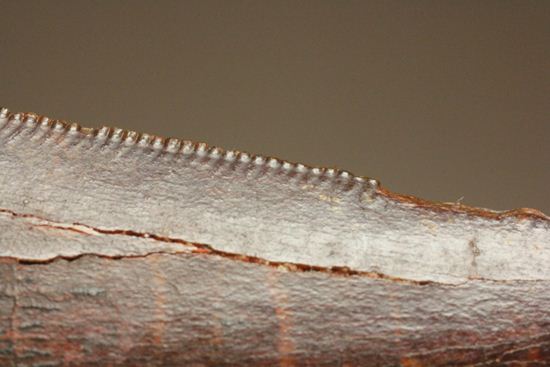 ”巨大歯の先”のカルカロドントサウルスセレーション美歯(その6)