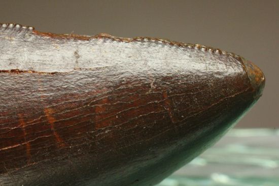 ”巨大歯の先”のカルカロドントサウルスセレーション美歯(その7)