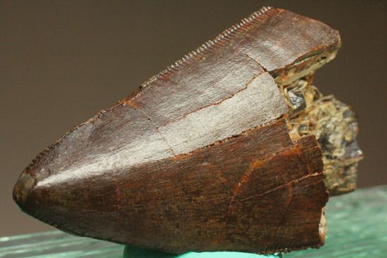 ”巨大歯の先”のカルカロドントサウルスセレーション美歯(その8)