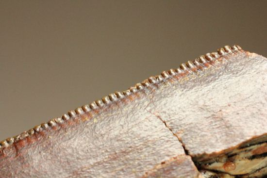”巨大歯の先”のカルカロドントサウルスセレーション美歯(その9)