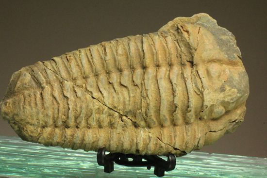 12cm!大きなディアカリメネ・ウーズレグイ三葉虫(Diacalymene ouzregui)(その1)