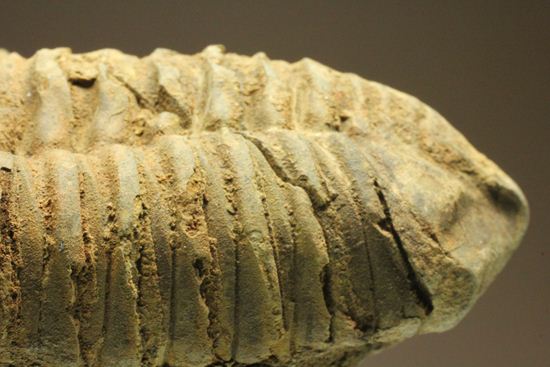 12cm!大きなディアカリメネ・ウーズレグイ三葉虫(Diacalymene ouzregui)(その12)