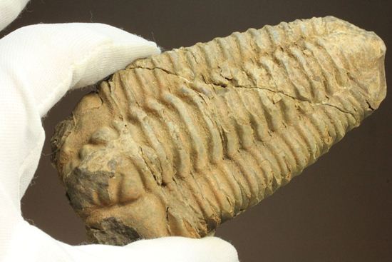 12cm!大きなディアカリメネ・ウーズレグイ三葉虫(Diacalymene ouzregui)(その13)