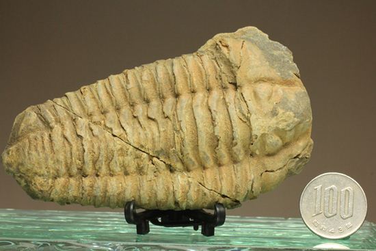 12cm!大きなディアカリメネ・ウーズレグイ三葉虫(Diacalymene ouzregui)(その6)