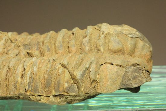 12cm!大きなディアカリメネ・ウーズレグイ三葉虫(Diacalymene ouzregui)(その7)