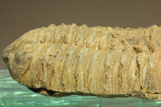 12cm!大きなディアカリメネ・ウーズレグイ三葉虫(Diacalymene ouzregui)(その8)