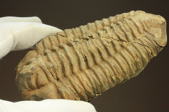 12cm!大きなディアカリメネ・ウーズレグイ三葉虫(Diacalymene ouzregui)(その9)