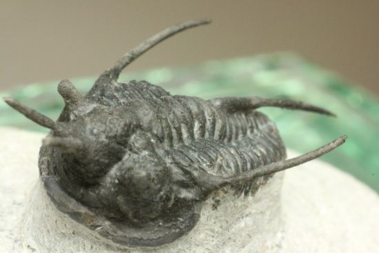 最近産出量がめっきり減ったキファスピス（デビルズホーン） Cyphaspis(Devil's Horn)（その10）