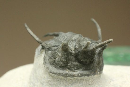 最近産出量がめっきり減ったキファスピス（デビルズホーン） Cyphaspis(Devil's Horn)（その11）