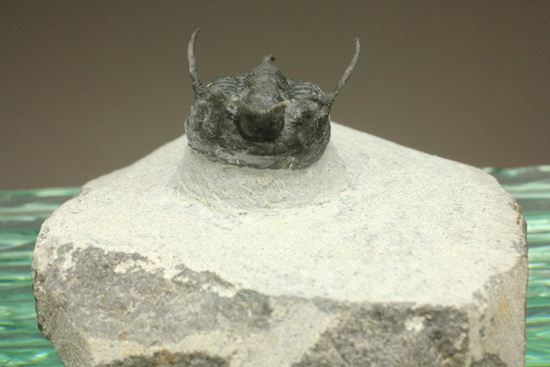 最近産出量がめっきり減ったキファスピス（デビルズホーン） Cyphaspis(Devil's Horn)（その4）