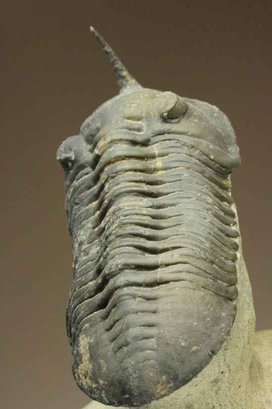 スーパー3Dクリーニング!モロッコニテス・マラドイデス(Morocconites malladoides) オウワッキ工房作(その1)
