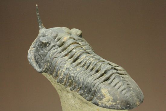 スーパー3Dクリーニング!モロッコニテス・マラドイデス(Morocconites malladoides) オウワッキ工房作(その10)