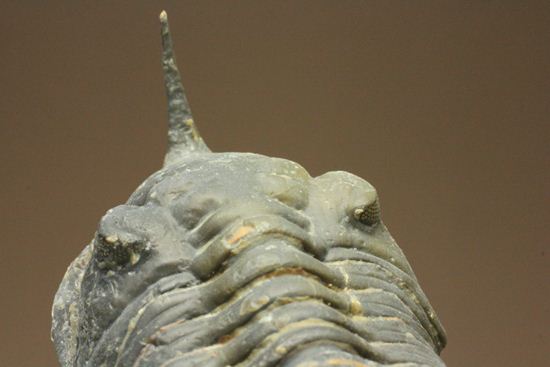 スーパー3Dクリーニング!モロッコニテス・マラドイデス(Morocconites malladoides) オウワッキ工房作(その11)