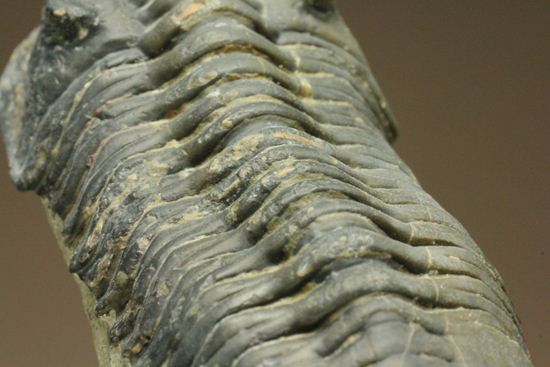 スーパー3Dクリーニング!モロッコニテス・マラドイデス(Morocconites malladoides) オウワッキ工房作(その12)