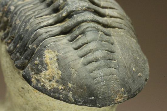 スーパー3Dクリーニング!モロッコニテス・マラドイデス(Morocconites malladoides) オウワッキ工房作(その13)