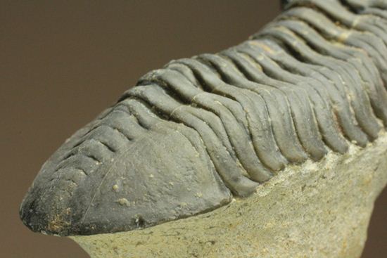 スーパー3Dクリーニング!モロッコニテス・マラドイデス(Morocconites malladoides) オウワッキ工房作(その14)