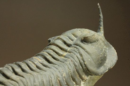 スーパー3Dクリーニング!モロッコニテス・マラドイデス(Morocconites malladoides) オウワッキ工房作(その15)