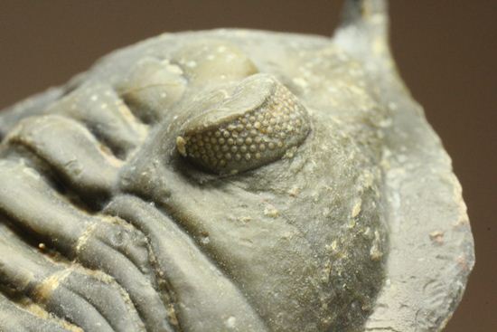 スーパー3Dクリーニング!モロッコニテス・マラドイデス(Morocconites malladoides) オウワッキ工房作(その16)