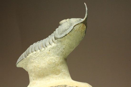 スーパー3Dクリーニング!モロッコニテス・マラドイデス(Morocconites malladoides) オウワッキ工房作(その17)