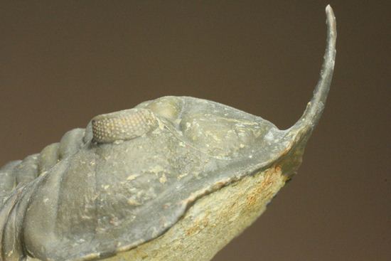 スーパー3Dクリーニング!モロッコニテス・マラドイデス(Morocconites malladoides) オウワッキ工房作(その18)