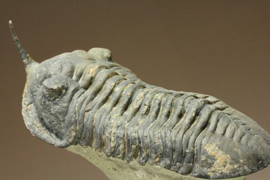 スーパー3Dクリーニング!モロッコニテス・マラドイデス(Morocconites malladoides) オウワッキ工房作(その19)
