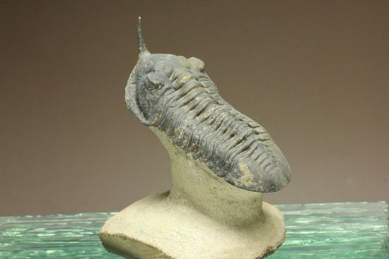スーパー3Dクリーニング!モロッコニテス・マラドイデス(Morocconites malladoides) オウワッキ工房作(その2)