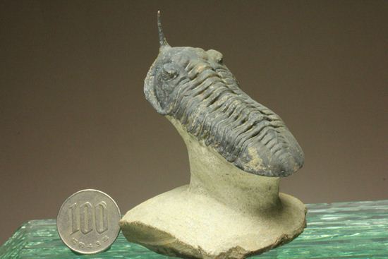 スーパー3Dクリーニング!モロッコニテス・マラドイデス(Morocconites malladoides) オウワッキ工房作(その20)