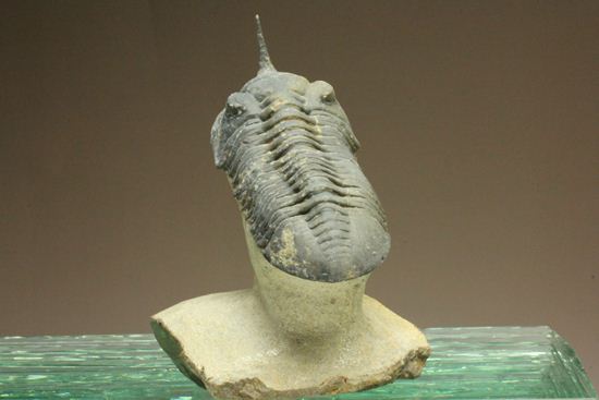 スーパー3Dクリーニング!モロッコニテス・マラドイデス(Morocconites malladoides) オウワッキ工房作(その3)