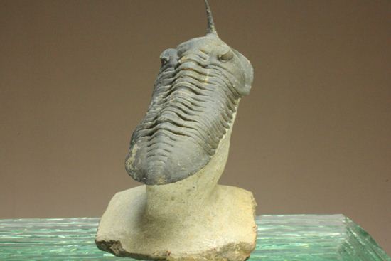 スーパー3Dクリーニング!モロッコニテス・マラドイデス(Morocconites malladoides) オウワッキ工房作(その4)