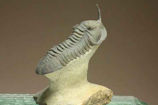 スーパー3Dクリーニング!モロッコニテス・マラドイデス(Morocconites malladoides) オウワッキ工房作(その5)