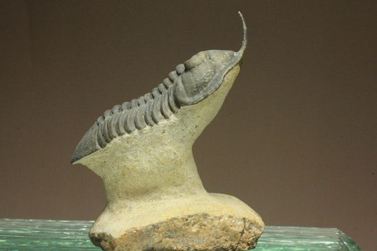 スーパー3Dクリーニング!モロッコニテス・マラドイデス(Morocconites malladoides) オウワッキ工房作(その6)