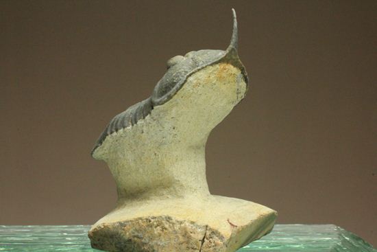 スーパー3Dクリーニング!モロッコニテス・マラドイデス(Morocconites malladoides) オウワッキ工房作(その7)