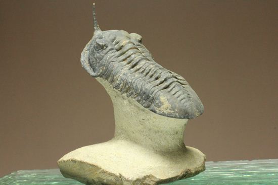 スーパー3Dクリーニング!モロッコニテス・マラドイデス(Morocconites malladoides) オウワッキ工房作(その9)