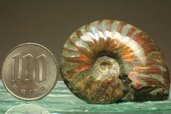 太陽アンモナイト!マダガスカル産クレオニセラス(その9)