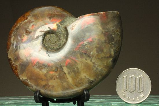 光のシャワーが降り注ぐ!両面光り!マダガスカル産アンモナイトクリオニセラス(その12)