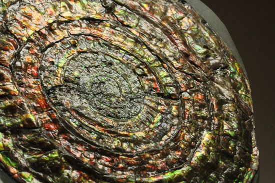 博物館級の輝き!虹色アンモナイトこと巨大カロセラス(その1)