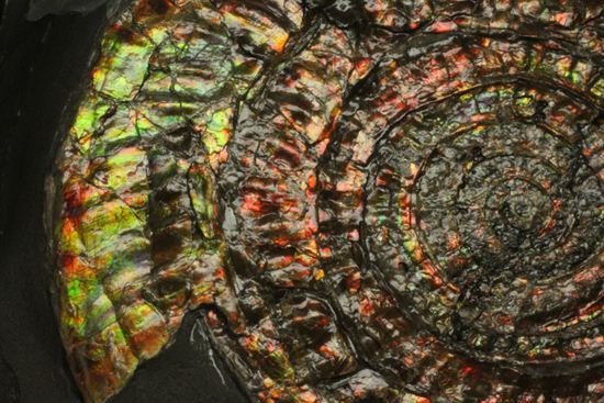 博物館級の輝き!虹色アンモナイトこと巨大カロセラス(その11)
