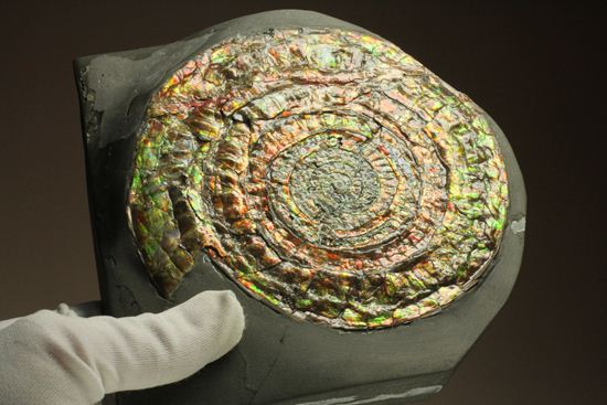 博物館級の輝き!虹色アンモナイトこと巨大カロセラス(その13)