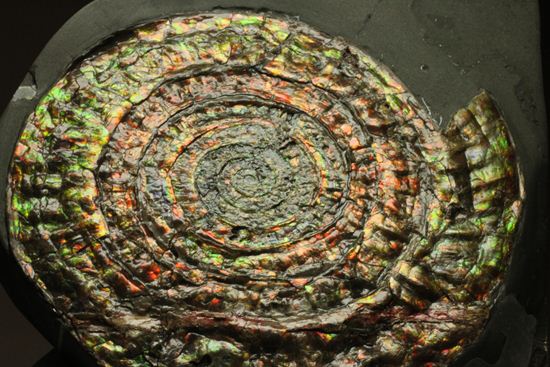 博物館級の輝き!虹色アンモナイトこと巨大カロセラス(その14)