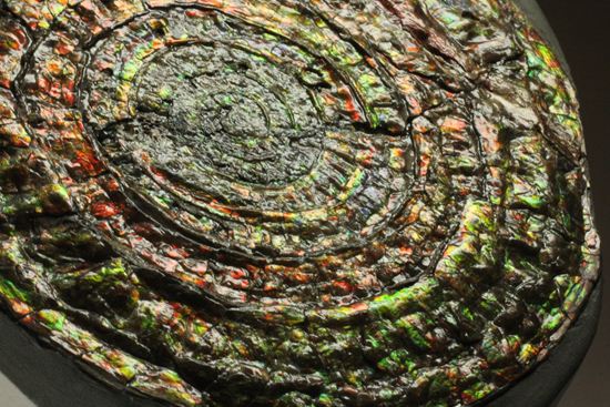 博物館級の輝き!虹色アンモナイトこと巨大カロセラス(その16)