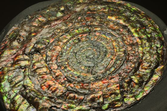 博物館級の輝き!虹色アンモナイトこと巨大カロセラス(その19)