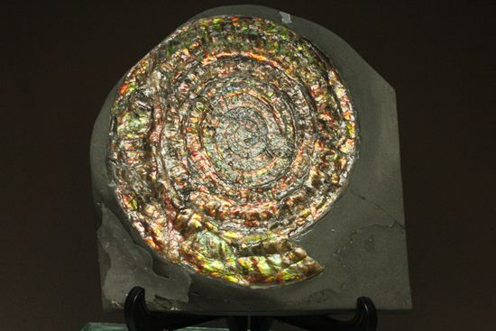 博物館級の輝き!虹色アンモナイトこと巨大カロセラス(その2)